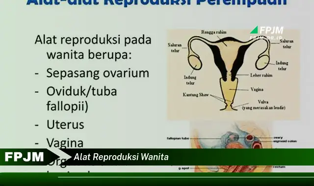 alat reproduksi wanita