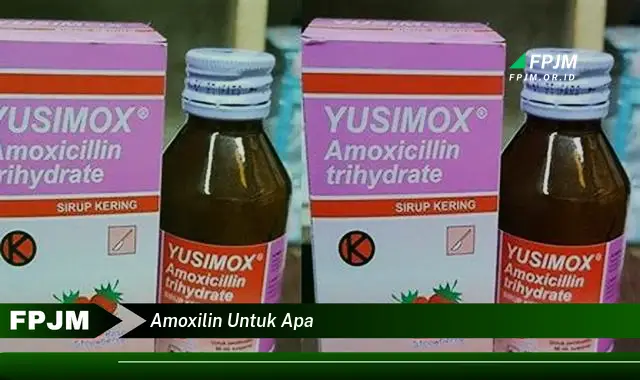 amoxilin untuk apa