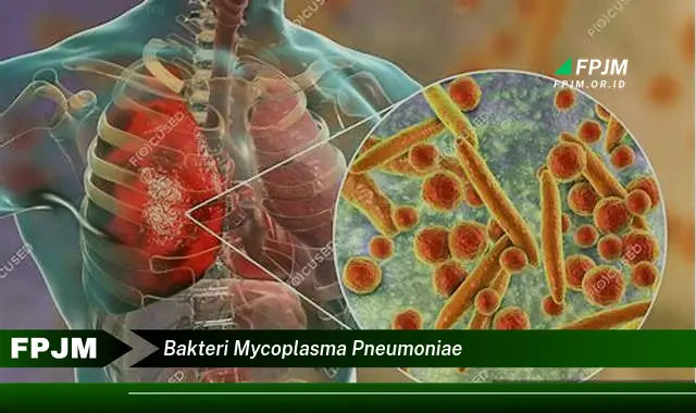 bakteri mycoplasma pneumoniae