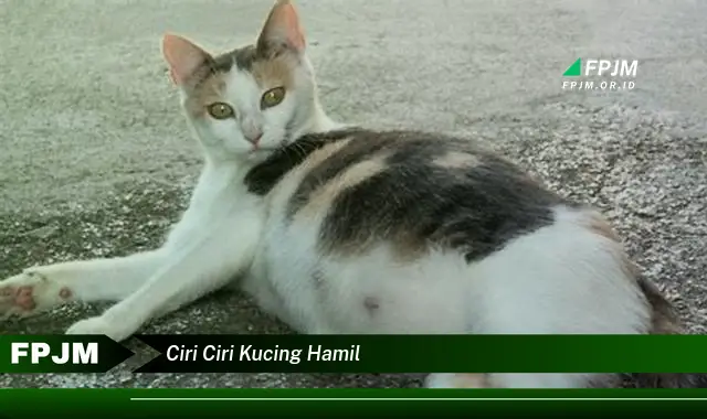 ciri ciri kucing hamil