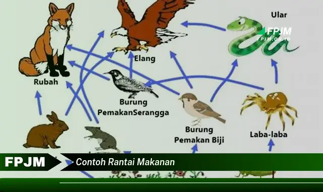 contoh rantai makanan