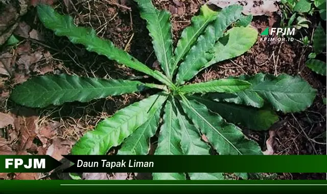 daun tapak liman