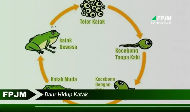 daur hidup katak