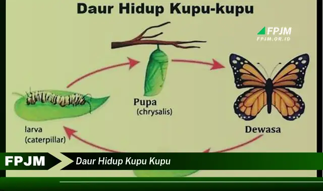 daur hidup kupu kupu