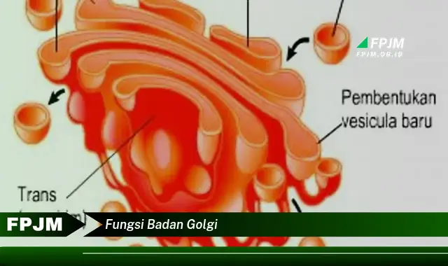 fungsi badan golgi