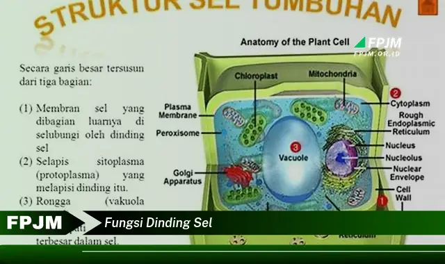 fungsi dinding sel