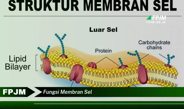 fungsi membran sel