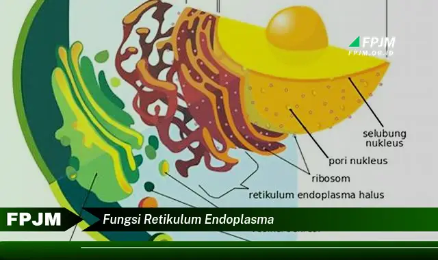 fungsi retikulum endoplasma