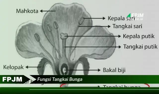 fungsi tangkai bunga