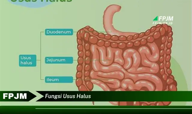 fungsi usus halus