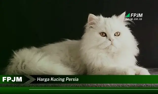 harga kucing persia