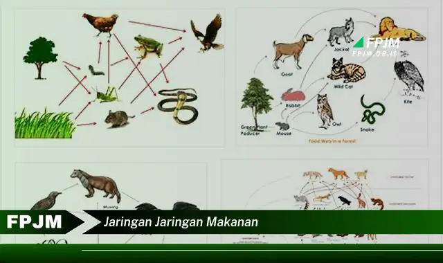 jaringan jaringan makanan