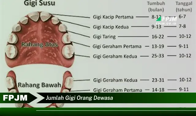 jumlah gigi orang dewasa