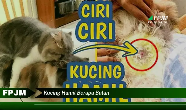 kucing hamil berapa bulan