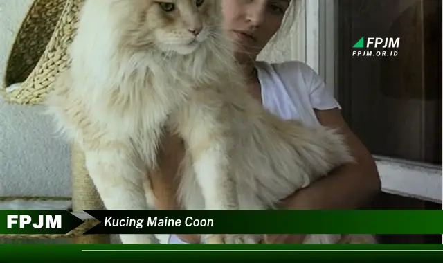 kucing maine coon