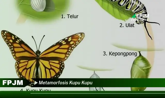 metamorfosis kupu kupu metamorfosis kupu kupu