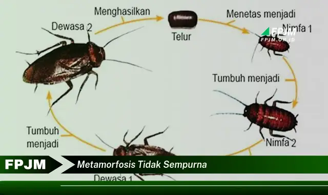 metamorfosis tidak sempurna