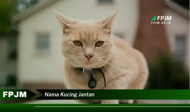 nama kucing jantan