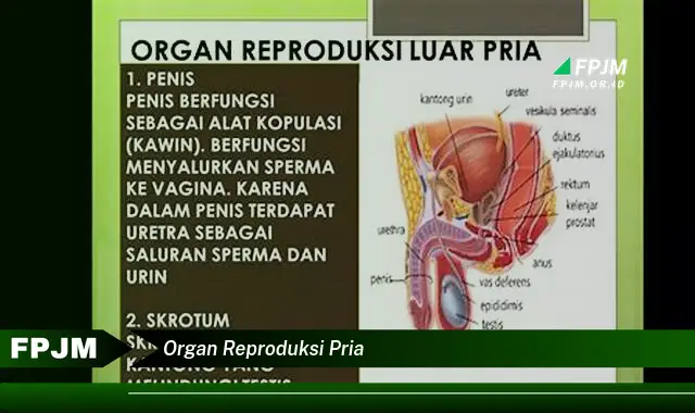 organ reproduksi pria