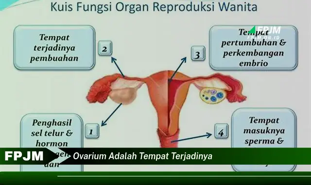 ovarium adalah tempat terjadinya