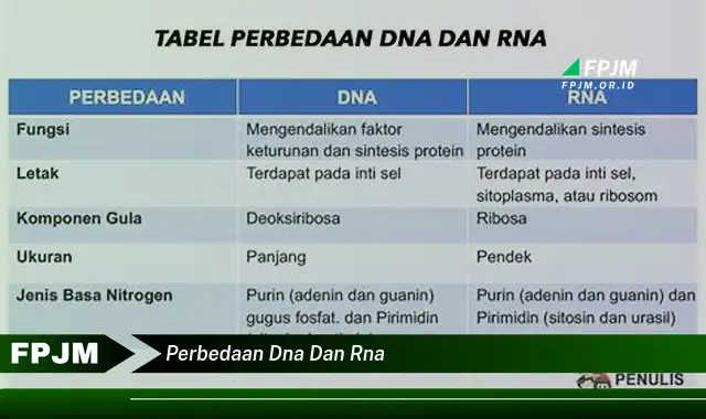 perbedaan dna dan rna