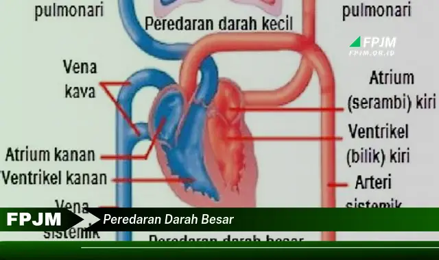 peredaran darah besar