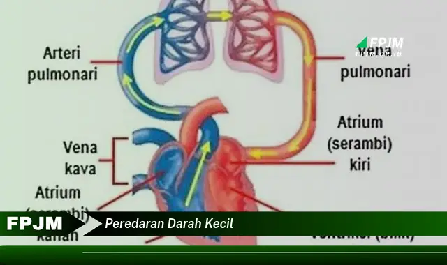 peredaran darah kecil