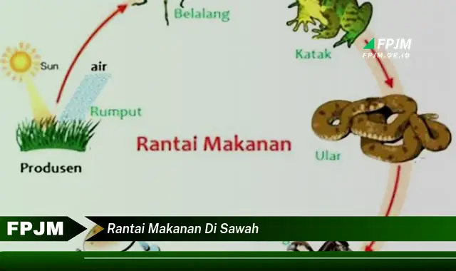 rantai makanan di sawah