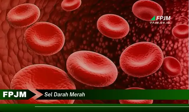 sel darah merah