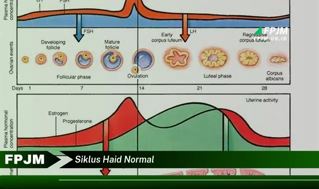 siklus haid normal