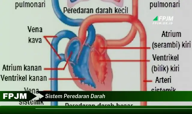 sistem peredaran darah