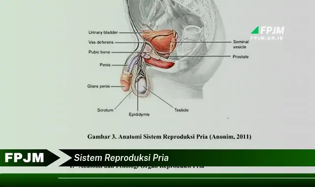 sistem reproduksi pria