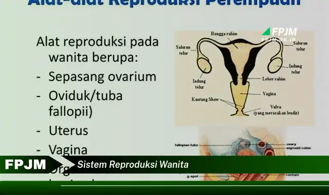 sistem reproduksi wanita