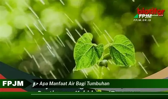 apa manfaat air bagi tumbuhan