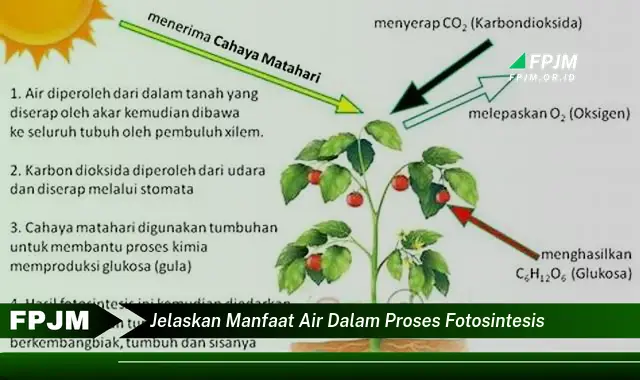 jelaskan manfaat air dalam proses fotosintesis jelaskan manfaat air dalam proses fotosintesis