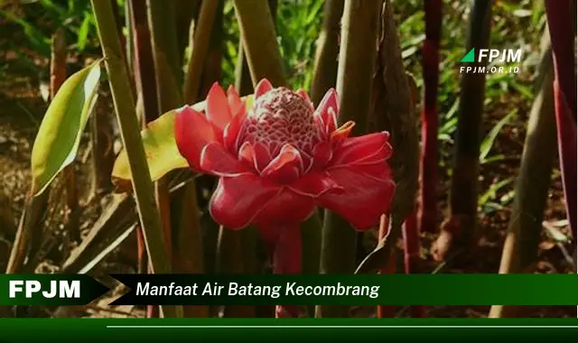 manfaat air batang kecombrang