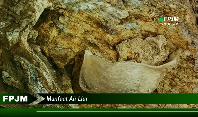 manfaat air liur manfaat air liur