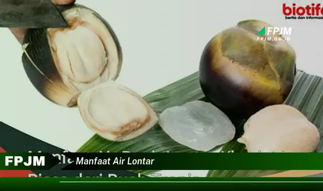 manfaat air lontar