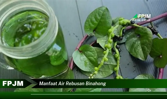 manfaat air rebusan binahong