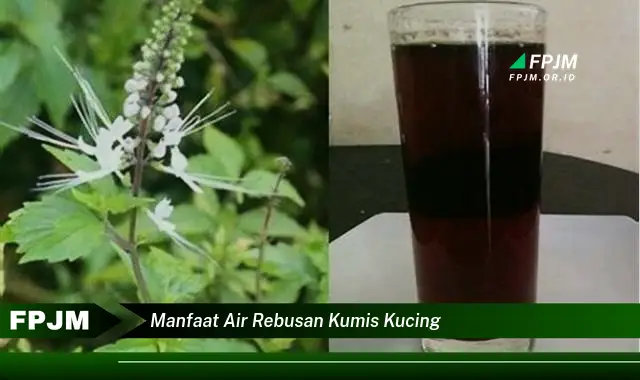 manfaat air rebusan kumis kucing