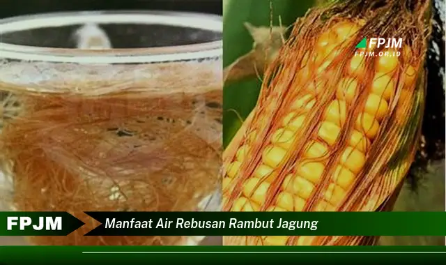 manfaat air rebusan rambut jagung