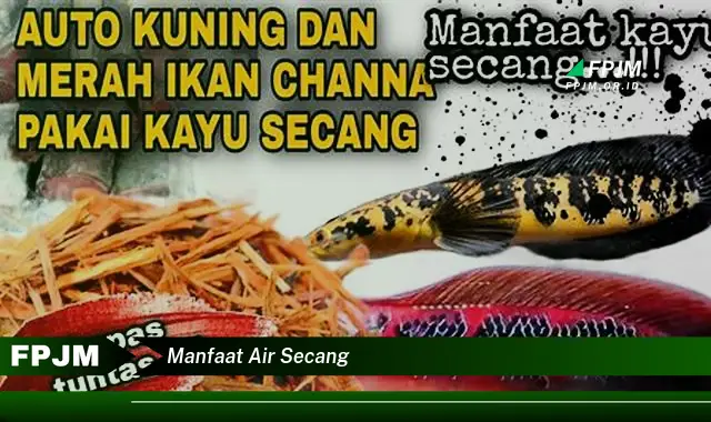 manfaat air secang manfaat air secang