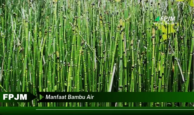 manfaat bambu air