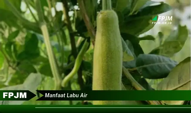 manfaat labu air manfaat labu air