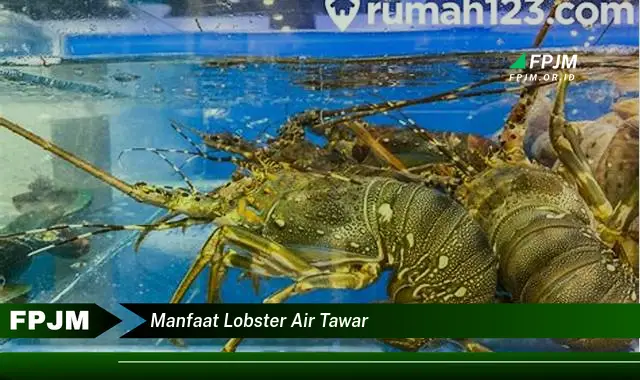 manfaat lobster air tawar