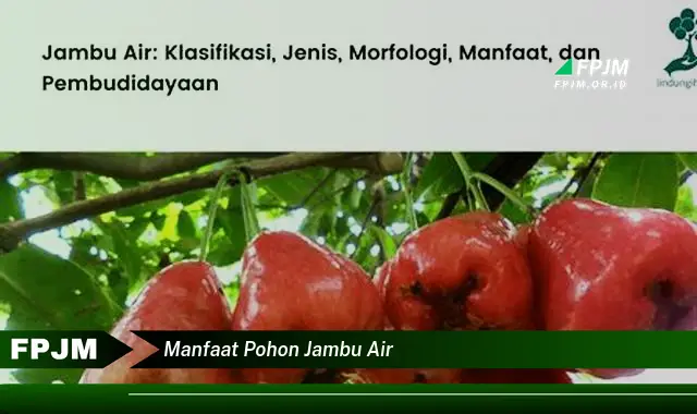 manfaat pohon jambu air