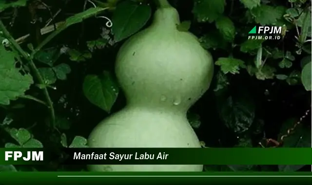 manfaat sayur labu air manfaat sayur labu air