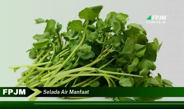 selada air manfaat selada air manfaat