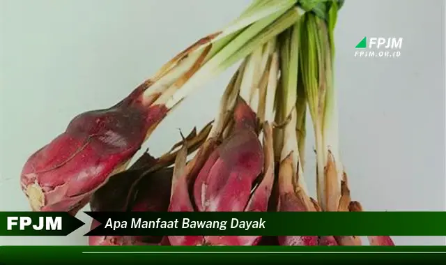 apa manfaat bawang dayak apa manfaat bawang dayak