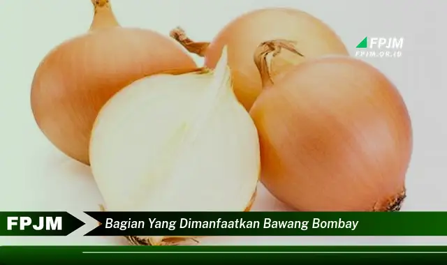 bagian yang dimanfaatkan bawang bombay